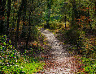 Pfad im Forêt de Brocéliande