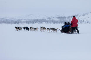 Schlittenfahrt mit Huskys