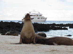 Seelöwen auf den Galapagosinseln