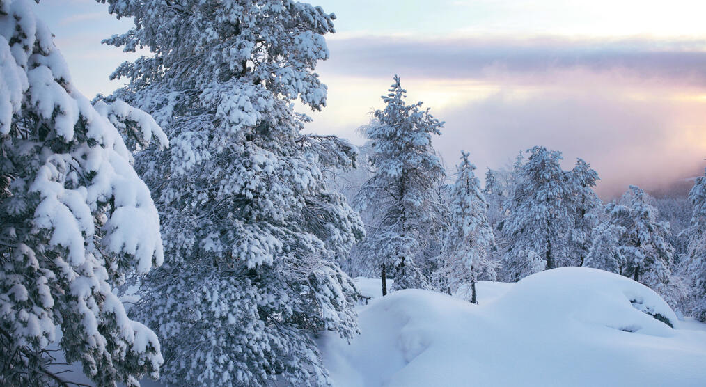 Bäume im Schnee