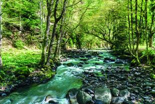 Borjomi-Kharagauli Nationalpark