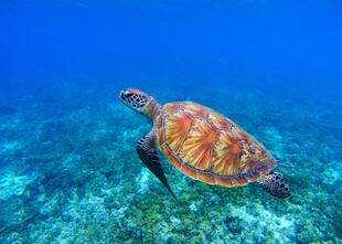 Schildkröten auf Apo Island