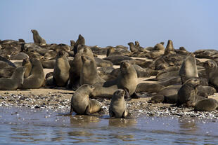 Robben am Walvis Bay