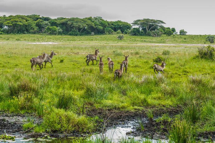 St. Lucia Wetlands 