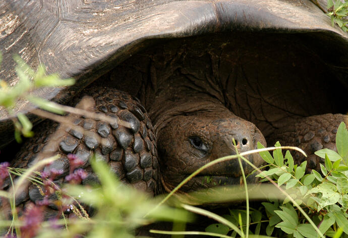 Galapagos-Riesenschildkröte