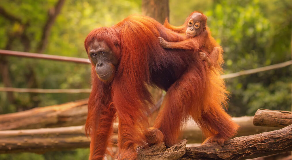 Orang Utan im Reservat 