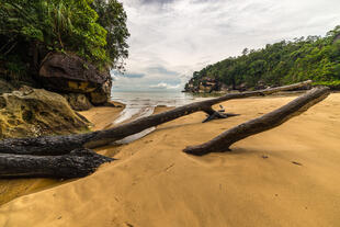 Ebbe im Bako National Park 