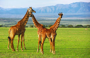 Giraffen am Ngorongoro-Krater