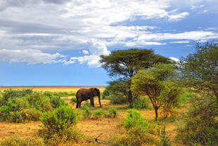 Landschaft im Lake Manyara Nationalpark