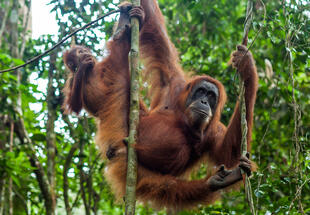 Orang Utan in Sumatra