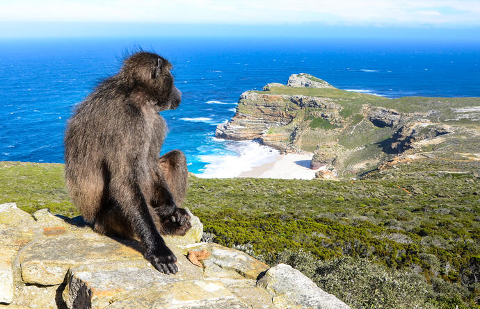 Affe am Cape Point