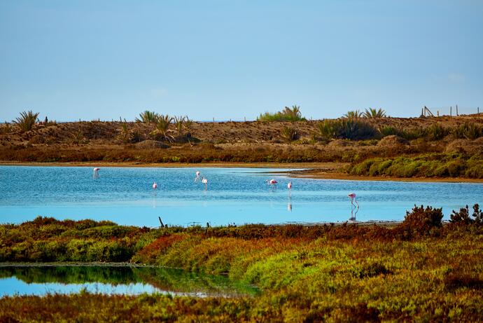 Las Salinas