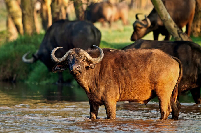 Büffel im Lake Nakuru