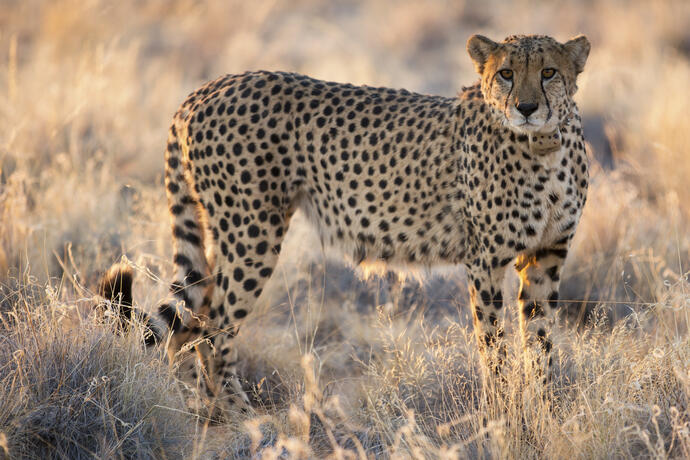 Gepard