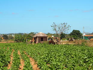 Tabakfeld im Valle de Vinales