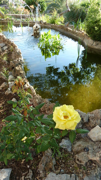 Teich im Garten des Hotels