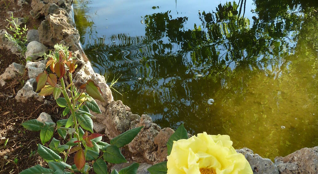 Teich im Garten des Hotels