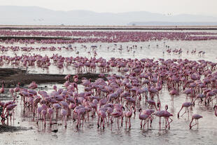 Amboseli See 