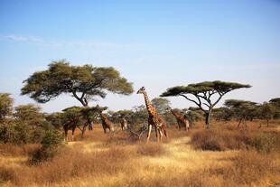 Giraffen in der Serengeti 