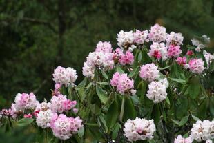 Rhododendron