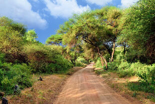 Straße am Lake Manyara