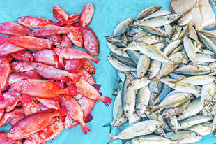 Auf dem Fischmarkt in Negombo