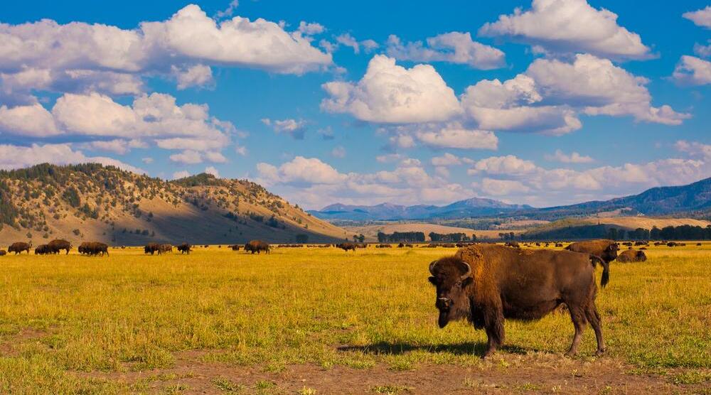 Bison im Teton Nationalpark