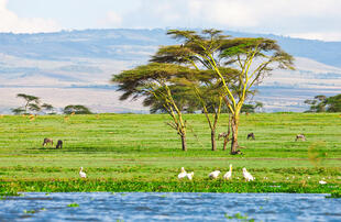 Lake Naivasha