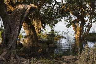 Natur am Tana See