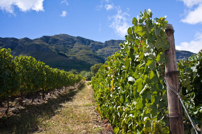 Weinanbau in Stellenbosch