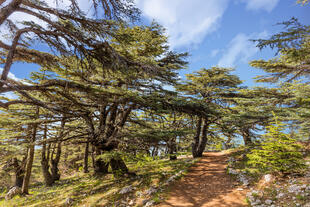 Al Shouf Cedar Nature Reserve Barouk