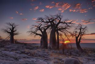 Baobab Bäume