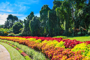 Botanischer Garten in Kandy