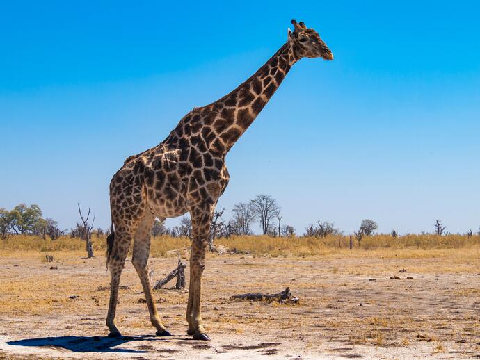 Giraffe Moremi