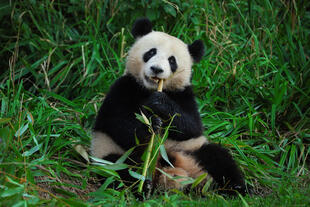 Panda in einer Aufzuchtstation in Chengdu 