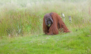 Orang Utan in natürlichem Lebensraum 