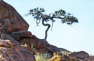 Twyfelfontein