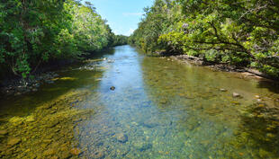 Flusslauf im Daintree National Park 