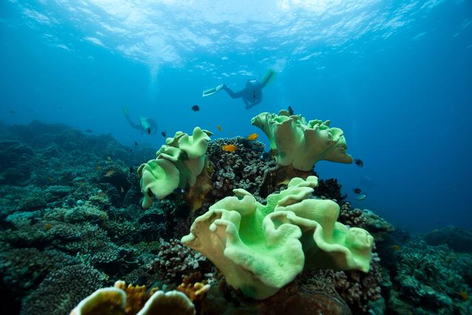 Korallenriff auf Apo Island