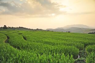 Reisfelder in der Chiang Mai Region