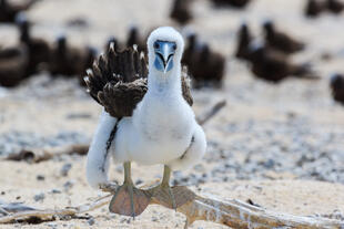 Vogel auf der Michaelmas Cay