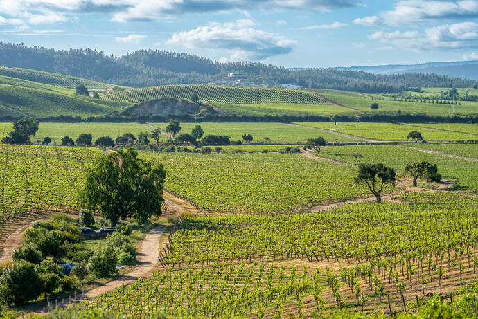 Weinberge Valparaíso