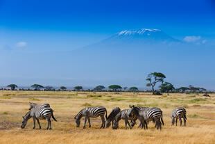 Zebras im Amboseli Nationalpark