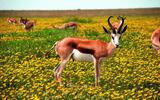 Antilope