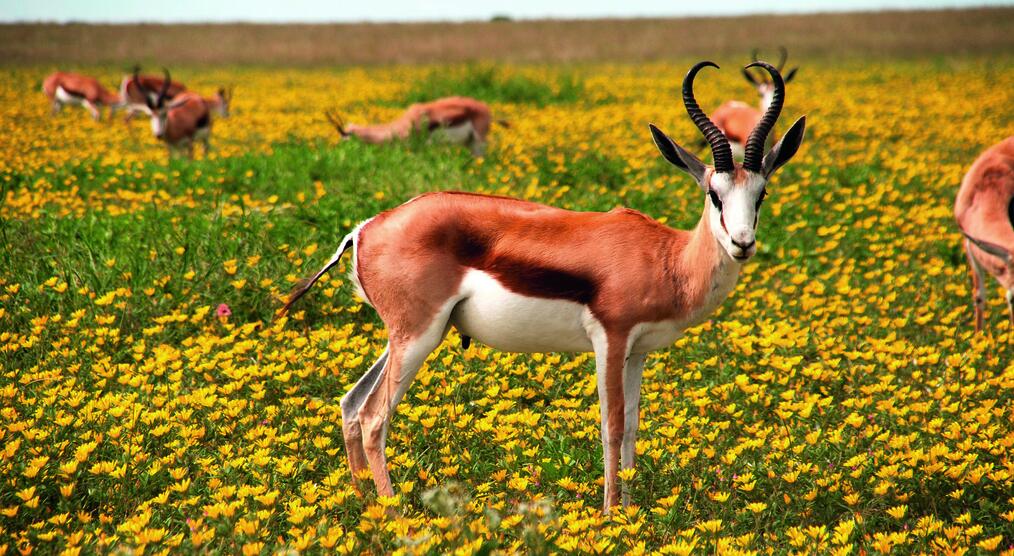 Antilope