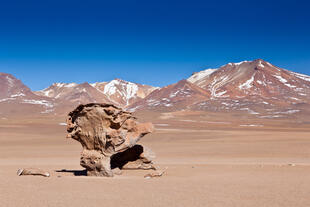 Arbol de Piedra