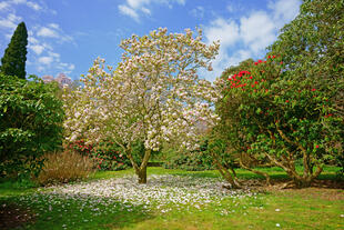 Blühende Magnolien