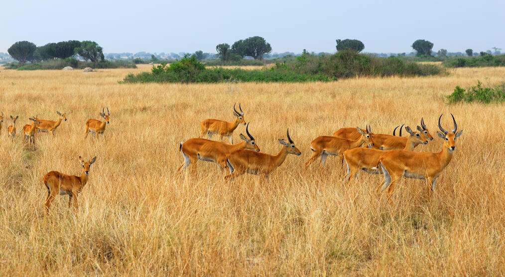 Antilopen in der Steppe