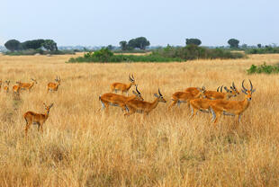 Antilopen in der Steppe