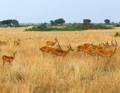 Antilopen in der Steppe